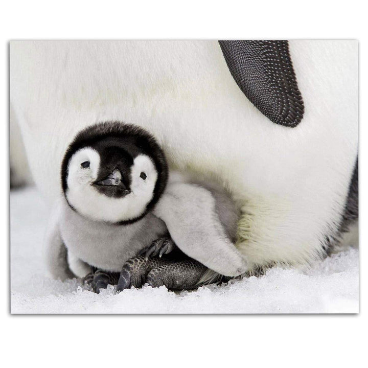 Adorable Baby Penguin &amp; Mom- 8 x 10" Print Wall Art- Ready to Frame- Home D?cor, Nursery D?cor &amp; Wall Prints for Animal Themes &amp; Children&