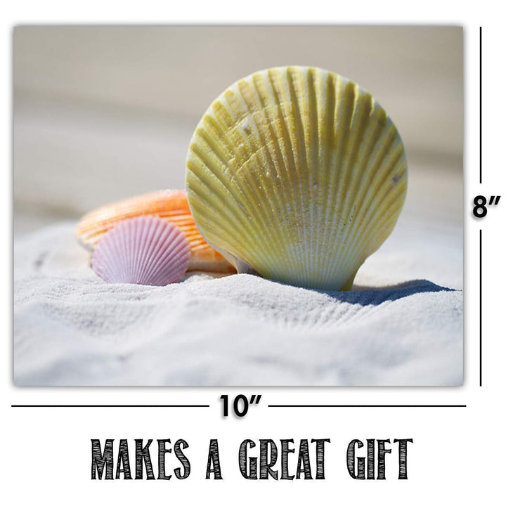 Beach &amp; Sea Shell Collection- 4 Print Set- 8 x 10"s Prints Wall Art- Ready to Frame. Home D?cor- Office D?cor &amp; Modern Art Prints for Beach Wall Decor. Great Gift For Ocean &amp; Shell Lovers.