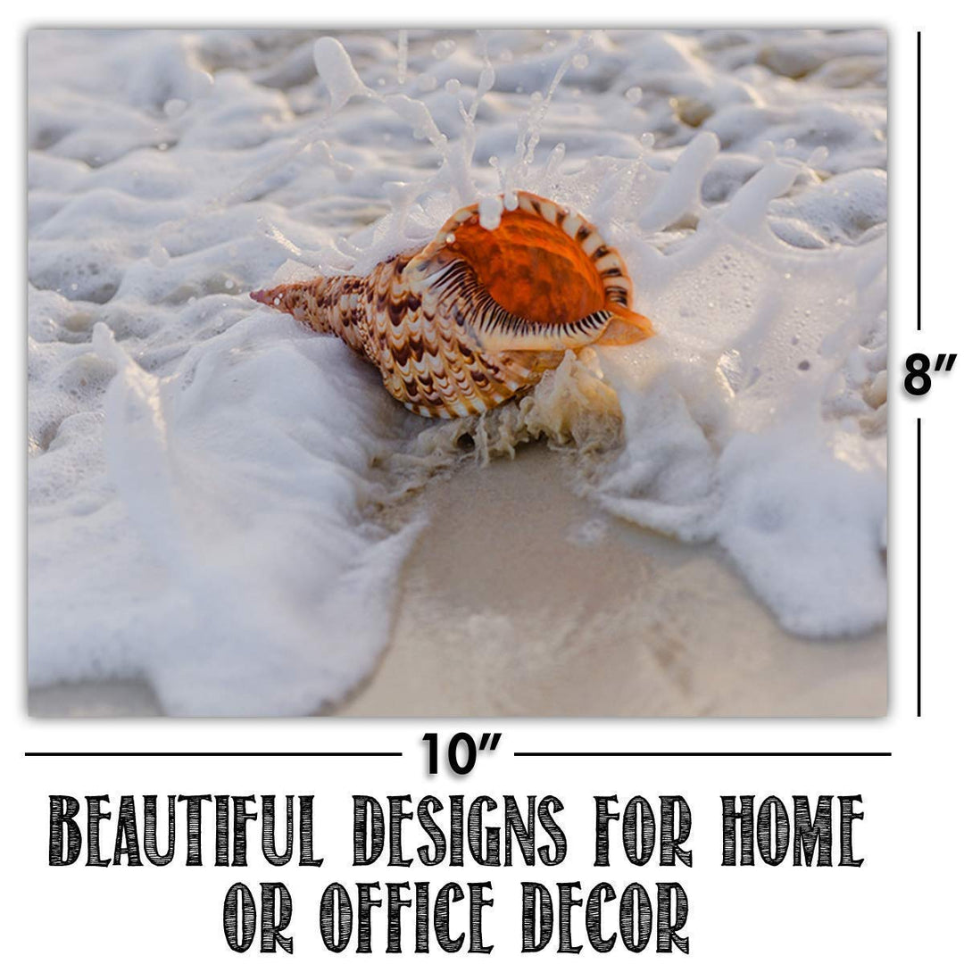 Beach &amp; Sea Shell Collection- 4 Print Set- 8 x 10"s Prints Wall Art- Ready to Frame. Home D?cor- Office D?cor &amp; Modern Art Prints for Beach Wall Decor. Great Gift For Ocean &amp; Shell Lovers.