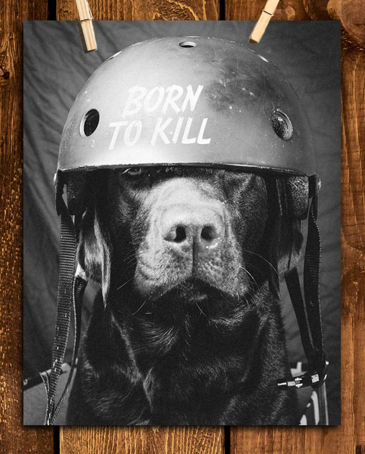 Born To Kill- Funny Dog Poster Print- 8 x 10" Print Wall Art- Ready to Frame. Retro Black &amp; White Photography Print of Humorous Helmeted Dog for Home-Office-Garage-Bar-Man Cave D?cor. Great Gift!
