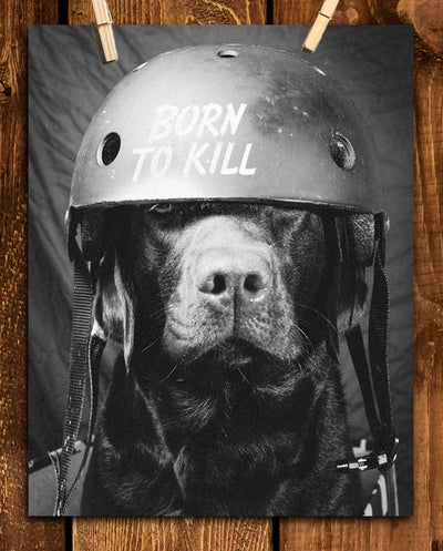 Born To Kill- Funny Dog Poster Print- 8 x 10" Print Wall Art- Ready to Frame. Retro Black & White Photography Print of Humorous Helmeted Dog for Home-Office-Garage-Bar-Man Cave D?cor. Great Gift!