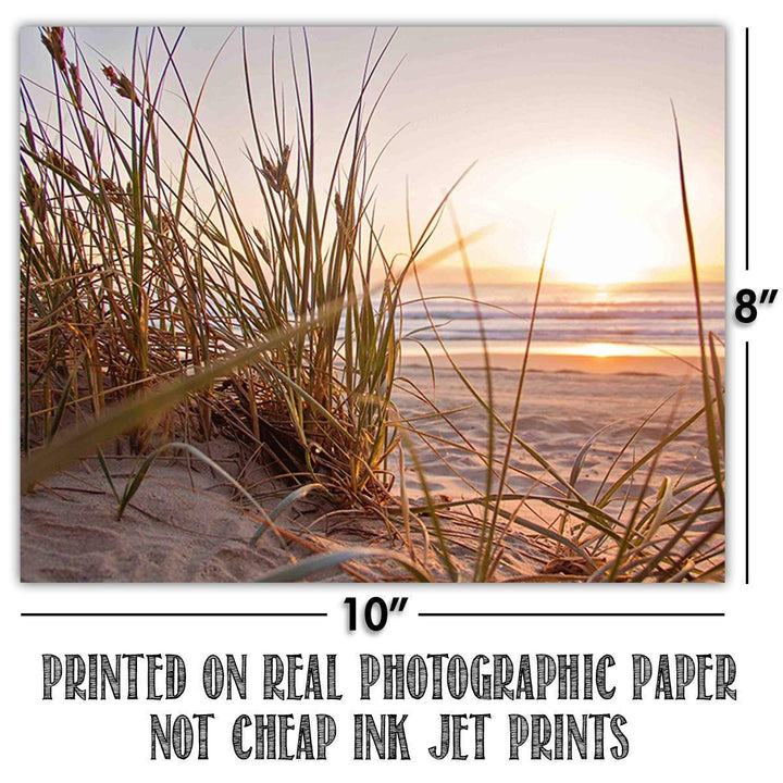 Beach &amp; Sea Shell Collection- 4 Print Set- 8 x 10"s Prints Wall Art- Ready to Frame. Home D?cor- Office D?cor &amp; Modern Art Prints for Beach Wall Decor. Great Gift For Ocean &amp; Shell Lovers.
