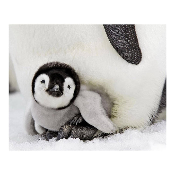 Adorable Baby Penguin &amp; Mom- 8 x 10" Print Wall Art- Ready to Frame- Home D?cor, Nursery D?cor &amp; Wall Prints for Animal Themes &amp; Children&
