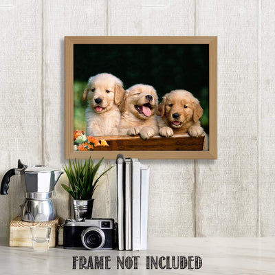 Lab Puppy Triplets- 8 x 10" Print Wall Art- Ready to Frame- Home D?cor, Nursery D?cor & Wall Prints for Animal Themes & Children's Bedroom Wall Decor. Just Too Cute!