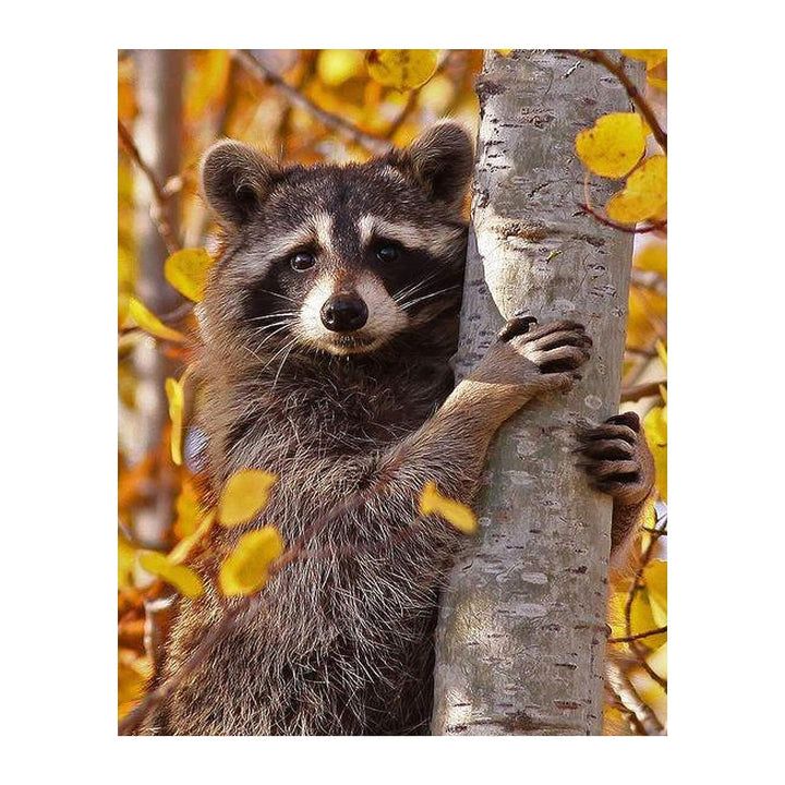 Curious Raccoon in the Trees- 8 x 10" Photographic Animals Wall Art Print-Ready to Frame. Home-Nursery-Woodlands Decor. Perfect Zoo Theme-Children&