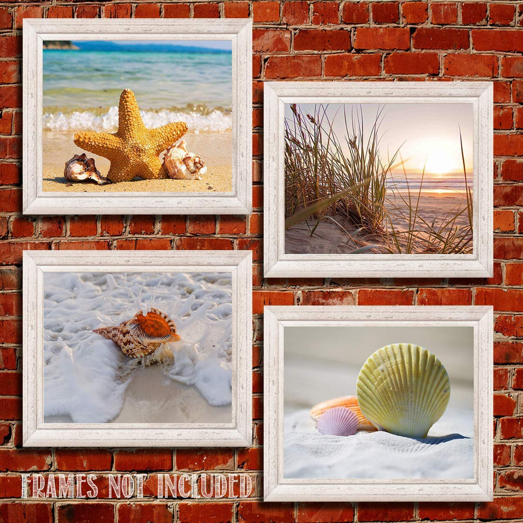 Beach &amp; Sea Shell Collection- 4 Print Set- 8 x 10"s Prints Wall Art- Ready to Frame. Home D?cor- Office D?cor &amp; Modern Art Prints for Beach Wall Decor. Great Gift For Ocean &amp; Shell Lovers.