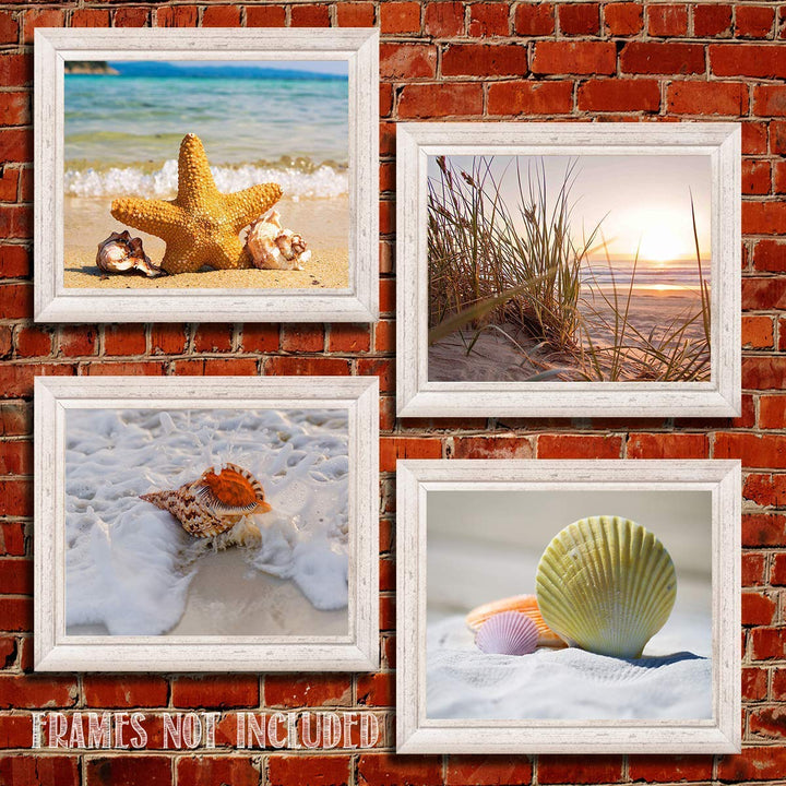 Beach &amp; Sea Shell Collection- 4 Print Set- 8 x 10"s Prints Wall Art- Ready to Frame. Home D?cor- Office D?cor &amp; Modern Art Prints for Beach Wall Decor. Great Gift For Ocean &amp; Shell Lovers.