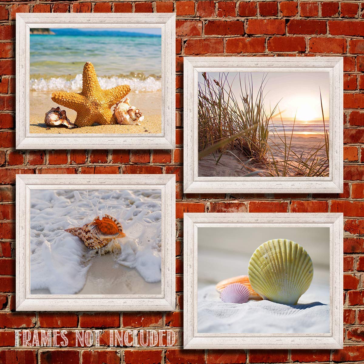 Beach & Sea Shell Collection- 4 Print Set- 8 x 10"s Prints Wall Art- Ready to Frame. Home D?cor- Office D?cor & Modern Art Prints for Beach Wall Decor. Great Gift For Ocean & Shell Lovers.
