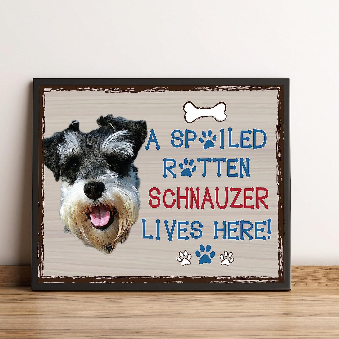 Schnauzer-Dog Poster Print-10 x 8" Wall Decor Sign-Ready To Frame."A Spoiled Rotten Schnauzer Lives Here". Perfect Pet Wall Art for Home-Kitchen-Cave-Bar-Garage. Great Gift for Schnauzer Lovers.