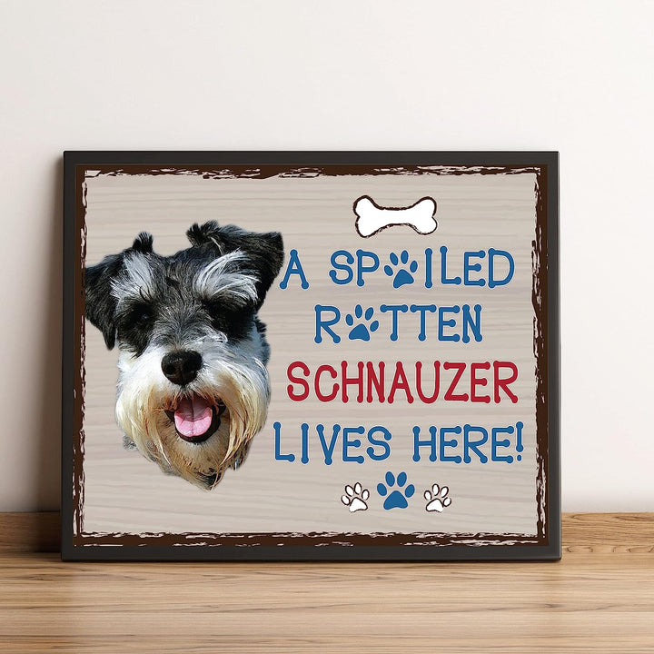 Schnauzer-Dog Poster Print-10 x 8" Wall Decor Sign-Ready To Frame."A Spoiled Rotten Schnauzer Lives Here". Perfect Pet Wall Art for Home-Kitchen-Cave-Bar-Garage. Great Gift for Schnauzer Lovers.