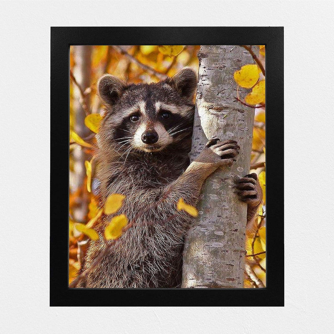 Curious Raccoon in the Trees- 8 x 10" Photographic Animals Wall Art Print-Ready to Frame. Home-Nursery-Woodlands Decor. Perfect Zoo Theme-Children&