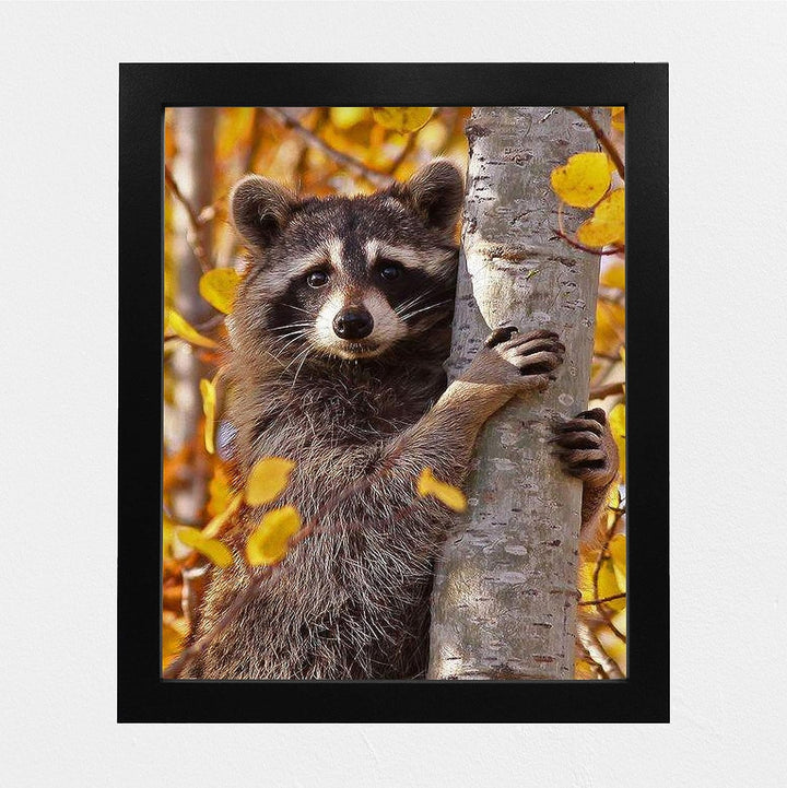 Curious Raccoon in the Trees- 8 x 10" Photographic Animals Wall Art Print-Ready to Frame. Home-Nursery-Woodlands Decor. Perfect Zoo Theme-Children&
