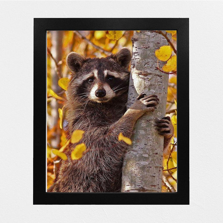Curious Raccoon in the Trees- 8 x 10" Photographic Animals Wall Art Print-Ready to Frame. Home-Nursery-Woodlands Decor. Perfect Zoo Theme-Children&
