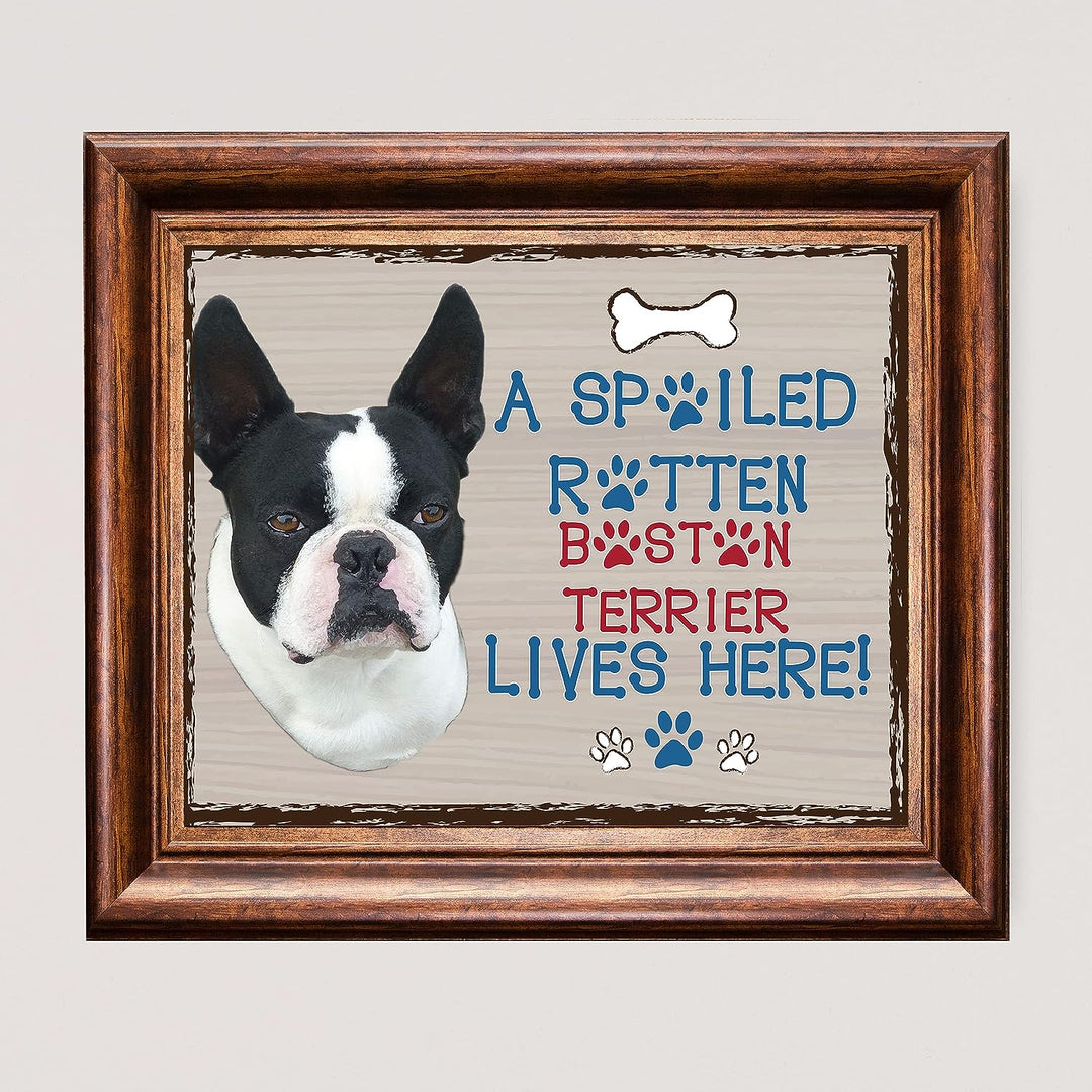 Boston Terrier-Dog Poster Print-10 x 8" Wall Decor Sign-Ready To Frame."A Spoiled Rotten Boston Terrier Lives Here". Perfect Pet Wall Art for Home-Kitchen-Cave-Garage. Great Gift for Terrier Lovers!