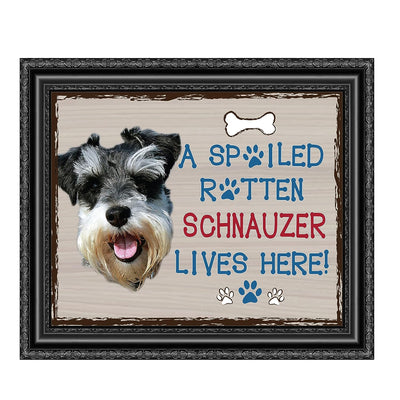 Schnauzer-Dog Poster Print-10 x 8" Wall Decor Sign-Ready To Frame."A Spoiled Rotten Schnauzer Lives Here". Perfect Pet Wall Art for Home-Kitchen-Cave-Bar-Garage. Great Gift for Schnauzer Lovers.