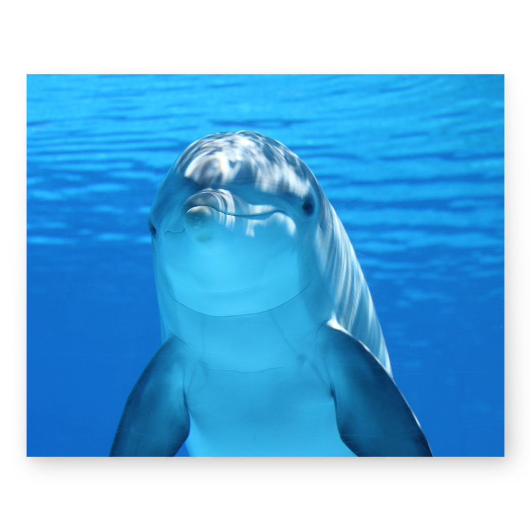 Smiling Dolphin Wall Art Cute Inspirational Wall Art
