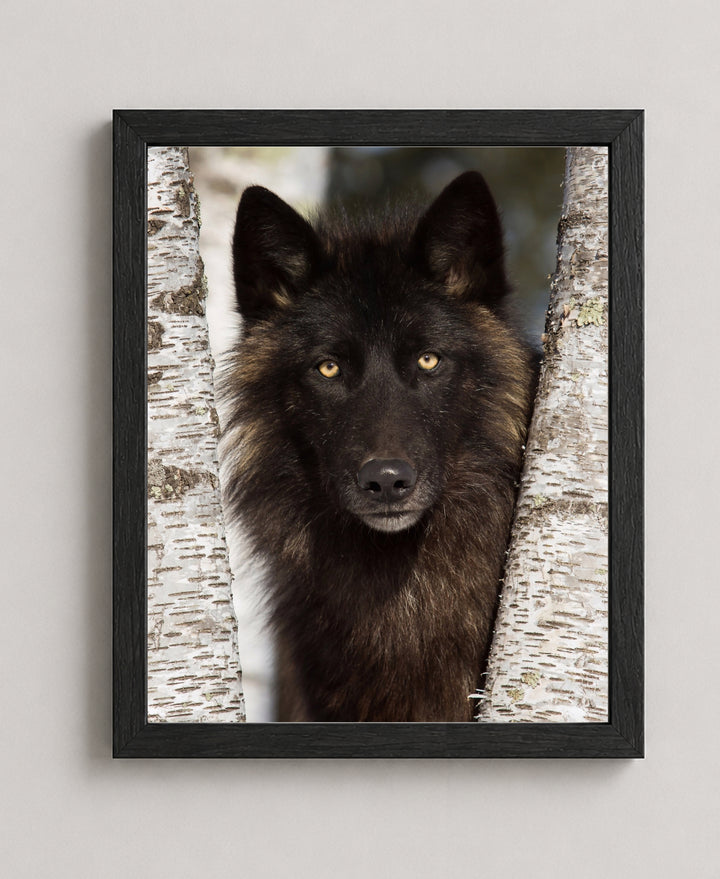 Wolf in the Woods Family Inspirational Wall Art