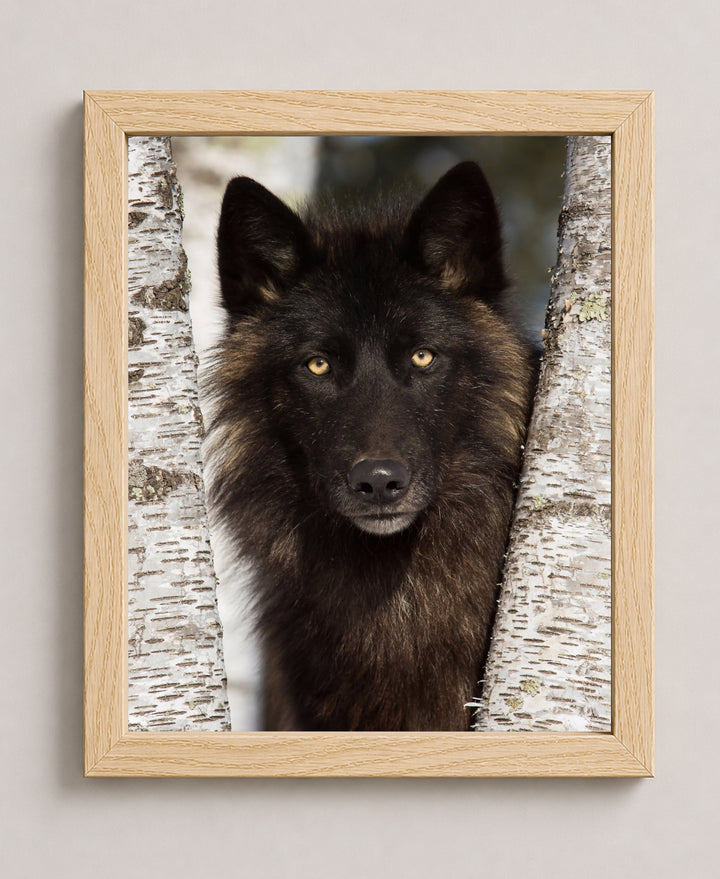 Wolf in the Woods Family Inspirational Wall Art
