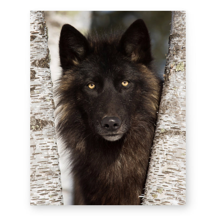 Wolf in the Woods Family Inspirational Wall Art