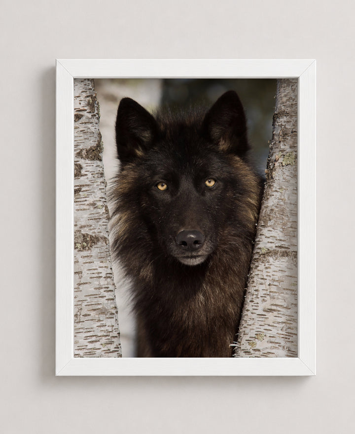 Wolf in the Woods Family Inspirational Wall Art