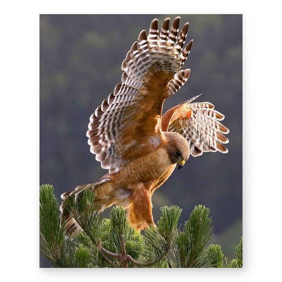 &amp; School Wall Decoration Picture for Animals &amp; Inspirational Wall Art