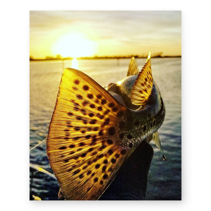 Speckled Sea Trout 18 Sunset Ocean Inspirational Wall Art