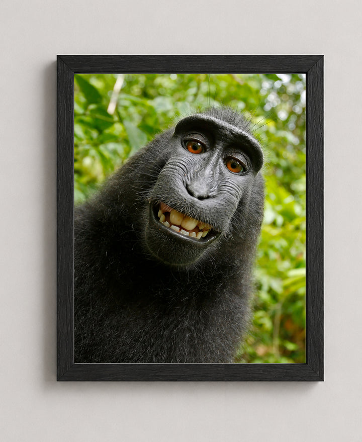 Smiling Monkey Selfie Funny Wall Art