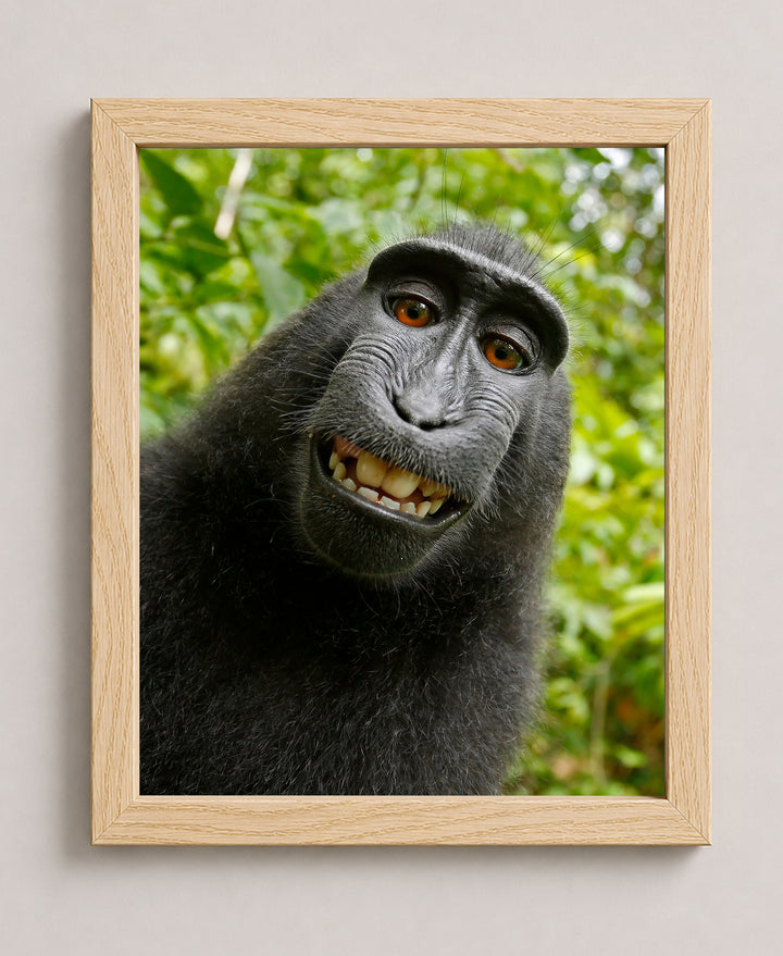 Smiling Monkey Selfie Funny Wall Art
