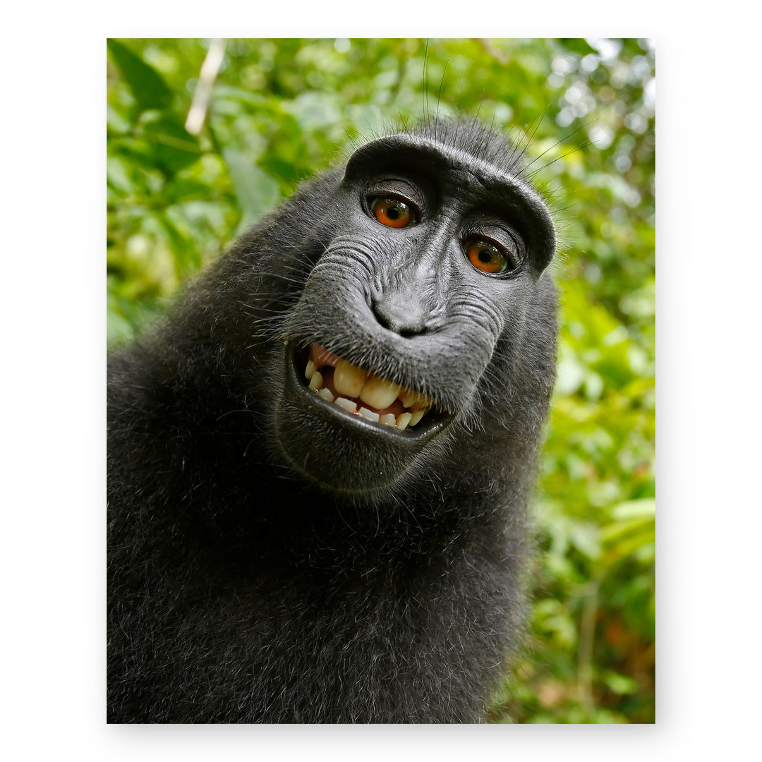 Smiling Monkey Selfie Funny Wall Art