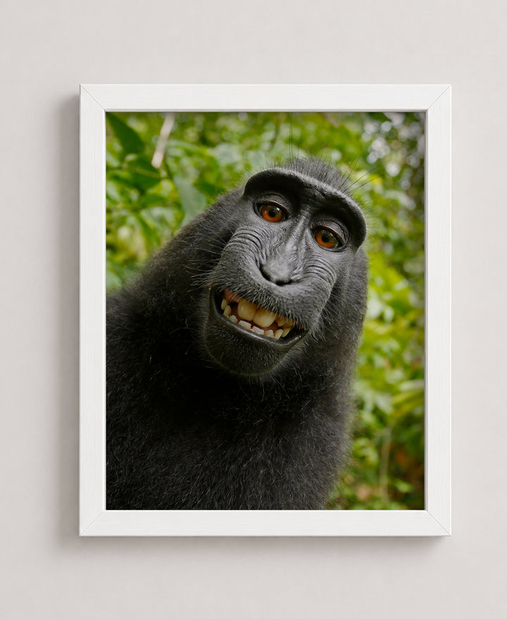 Smiling Monkey Selfie Funny Wall Art