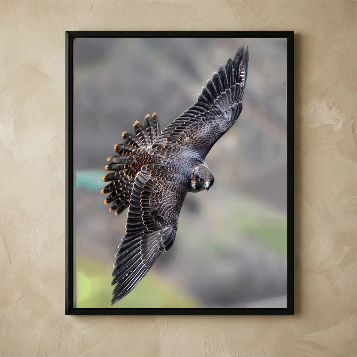 Peregrine falcon soaring in flight wall art