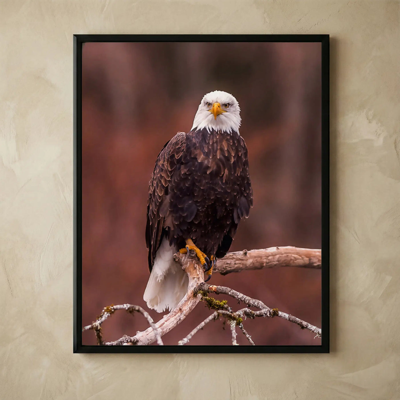 Mighty bald eagle perched in tree