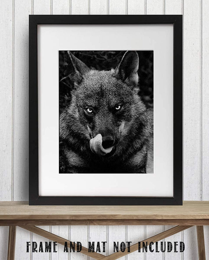 Ferocious Black Wolf- 8 x 10" Print Wall Art- Ready to Frame- Home D?cor, Office D?cor &amp; Wall Prints for Animal &amp; Hunting Theme Wall Decor. Great Gift For Those Who Feel the Call of the Wild!