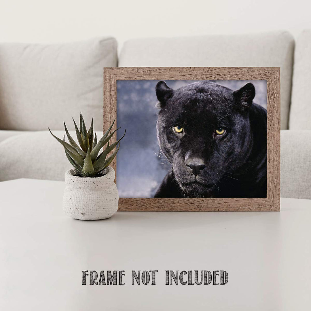 Intimidating Black Panther-8 x 10- Wall Art- Ready to Frame- Home D?cor, Office D?cor &amp; Wall Prints for Animal, Safari &amp; Jungle Theme Wall Decor. Feel the Fright of the Big Black Cat! Great Gift!