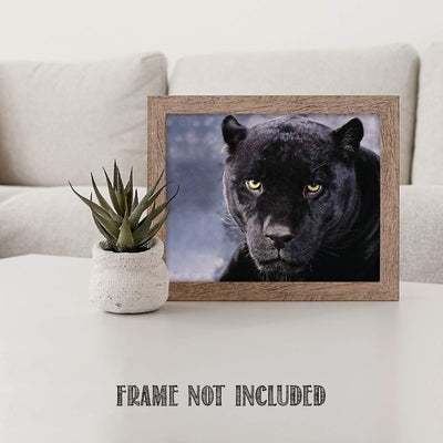 Intimidating Black Panther-8 x 10- Wall Art- Ready to Frame- Home D?cor, Office D?cor & Wall Prints for Animal, Safari & Jungle Theme Wall Decor. Feel the Fright of the Big Black Cat! Great Gift!