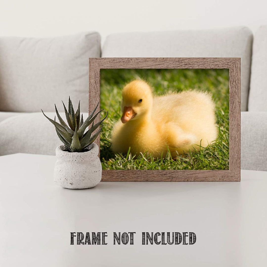 Sweet Baby Duck in Grass- 8 x 10" Print Wall Art- Ready to Frame- Home D?cor, Nursery D?cor &amp; Wall Prints for Animal Themes &amp; Children&