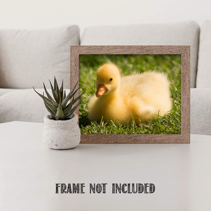 Sweet Baby Duck in Grass- 8 x 10" Print Wall Art- Ready to Frame- Home D?cor, Nursery D?cor &amp; Wall Prints for Animal Themes &amp; Children&