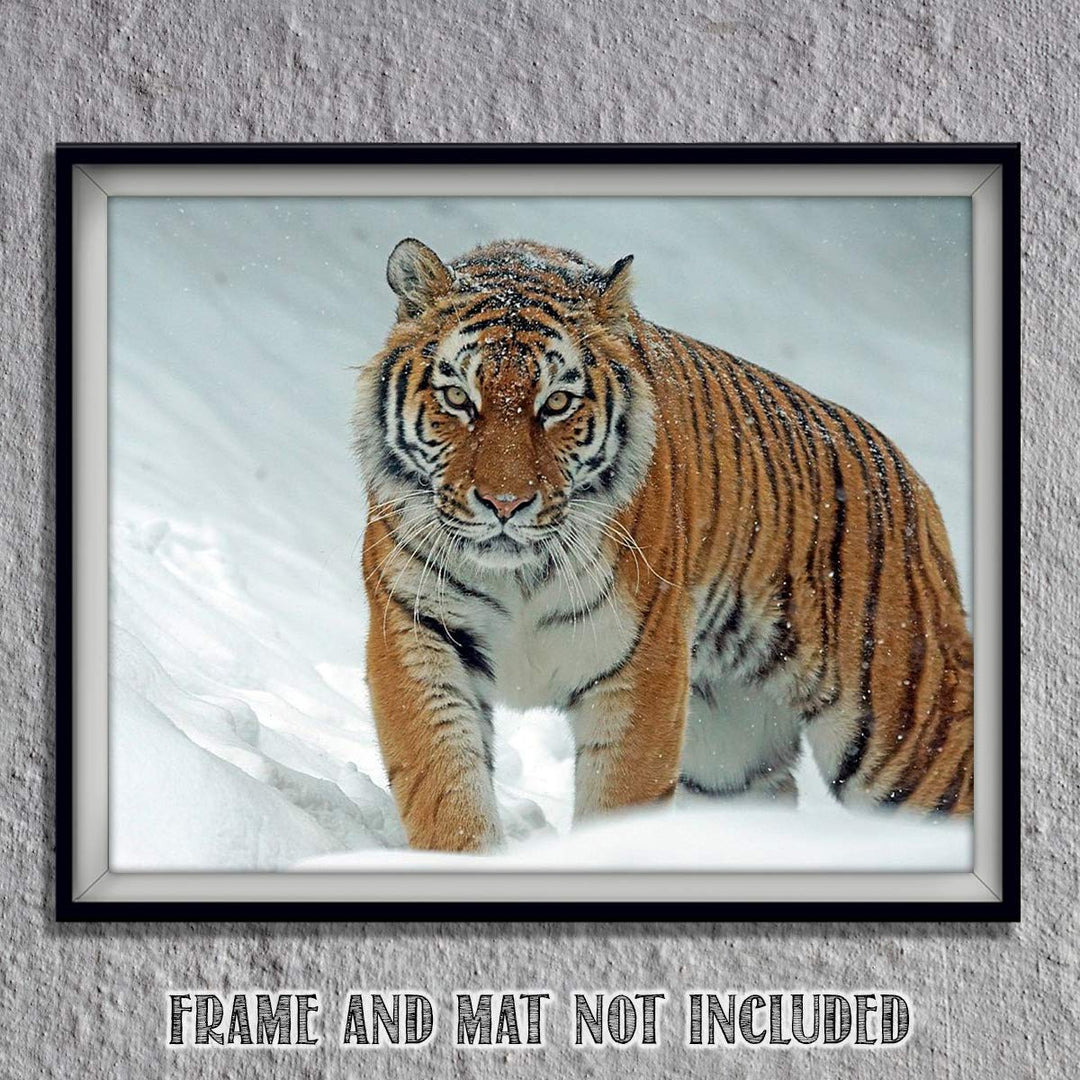 Siberian Tiger in the Snow - 8 x 10 Print Wall Art- Ready to Frame- Home D?cor, Office D?cor &amp; Wall Prints for Animal, Safari &amp; Jungle Theme Wall Decor. Feel the Thrill of the Majestic Tiger Inside!