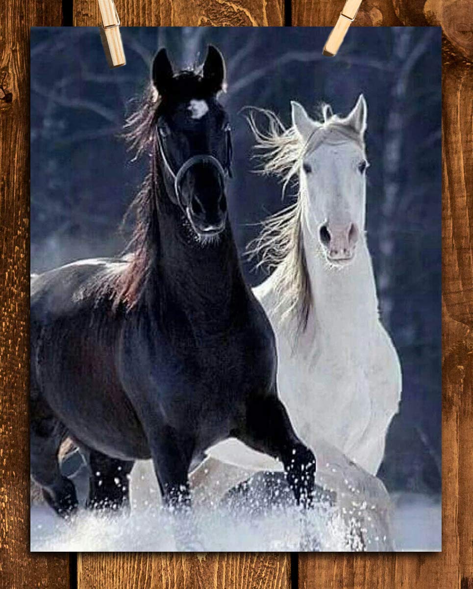 Horses Playing in Snow- 8 x 10" Print Wall Art-Ready to Frame. Beautiful Black &amp; White Horses Frolicking. Home-Office-Bar D?cor for Equestrian Themes &amp; Children&