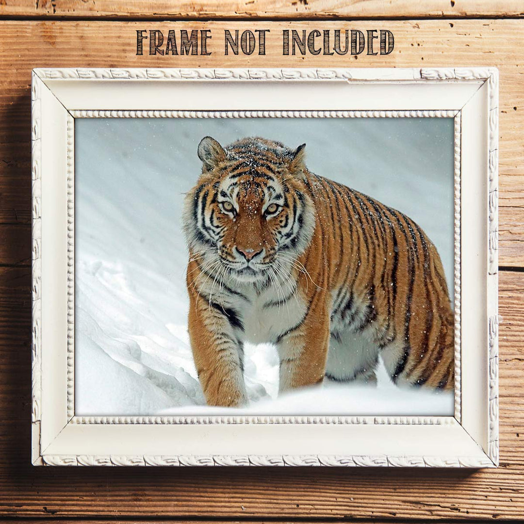 Siberian Tiger in the Snow - 8 x 10 Print Wall Art- Ready to Frame- Home D?cor, Office D?cor &amp; Wall Prints for Animal, Safari &amp; Jungle Theme Wall Decor. Feel the Thrill of the Majestic Tiger Inside!