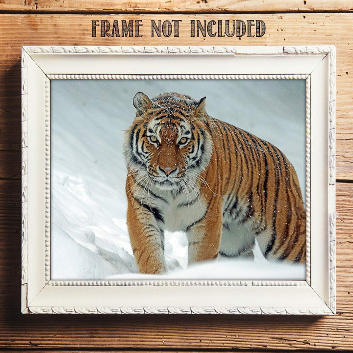 Siberian Tiger in the Snow - 8 x 10 Print Wall Art- Ready to Frame- Home D?cor, Office D?cor &amp; Wall Prints for Animal, Safari &amp; Jungle Theme Wall Decor. Feel the Thrill of the Majestic Tiger Inside!