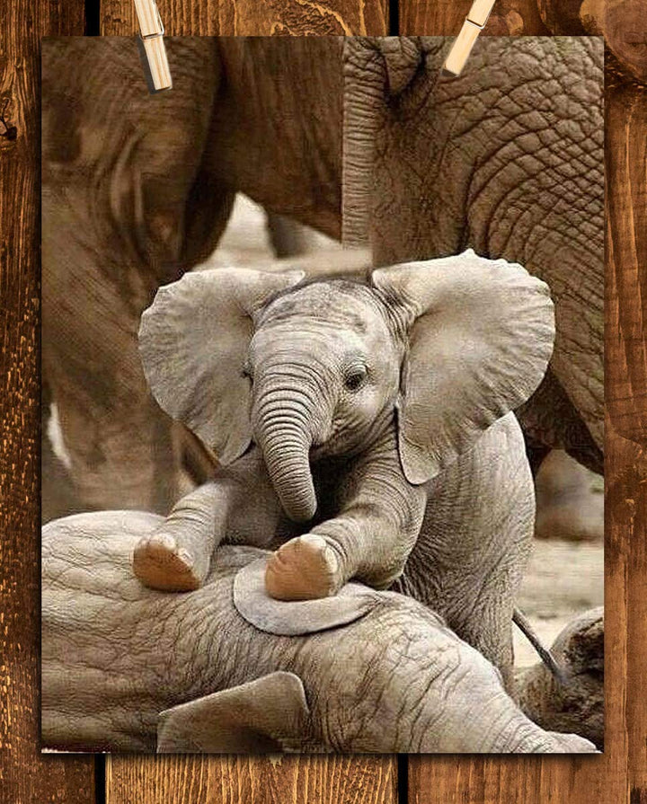 Adorable Baby Elephant Playing with Mom- 8 x 10" Print Wall Art- Ready to Frame- Home D?cor, Nursery D?cor &amp; Wall Prints for Animal Themes &amp; Children&