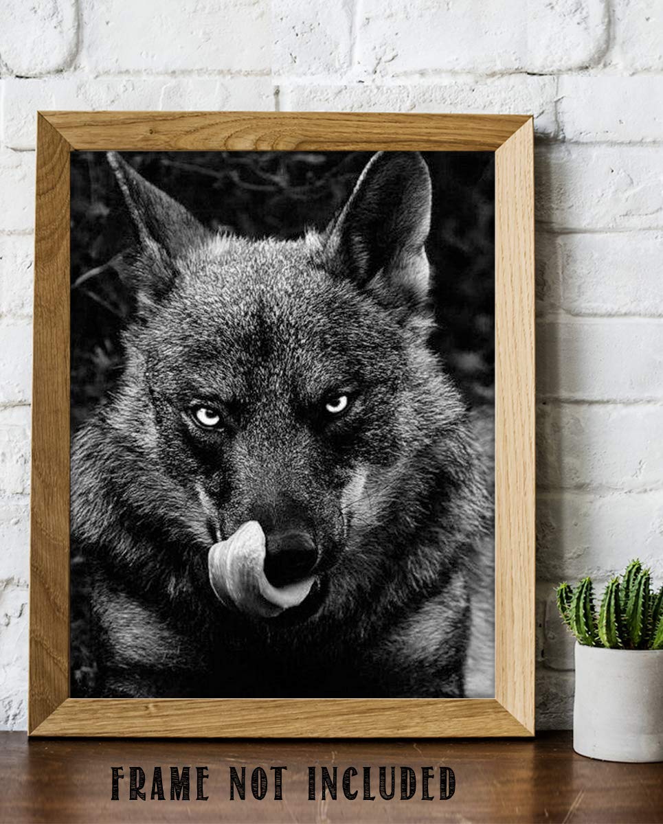 Ferocious Black Wolf- 8 x 10" Print Wall Art- Ready to Frame- Home D?cor, Office D?cor &amp; Wall Prints for Animal &amp; Hunting Theme Wall Decor. Great Gift For Those Who Feel the Call of the Wild!