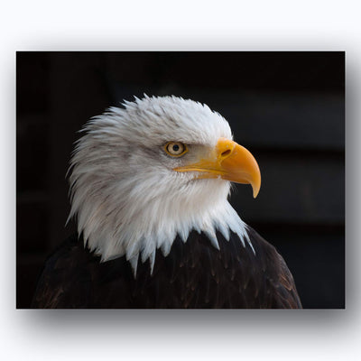 American Eagle- 2 Print Set- 8 x 10's Wall Art- Ready to Frame- Home D?cor, Office D?cor & Wall Prints for Animal & Patriotic Theme Wall Decor. Majestic & Fearless Eagle Profile & Soaring in Flight.