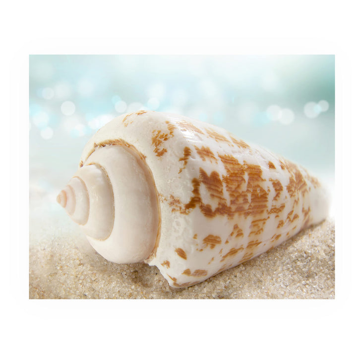 Seashell on the Shore- Beach Wall Art Decor -10 x 8" Sea Shell in the Sand Photo Print -Ready to Frame. Ocean &amp; Coastal Themed Decor for Home-Office-Studio-Beach House. Great Nautical Gift!
