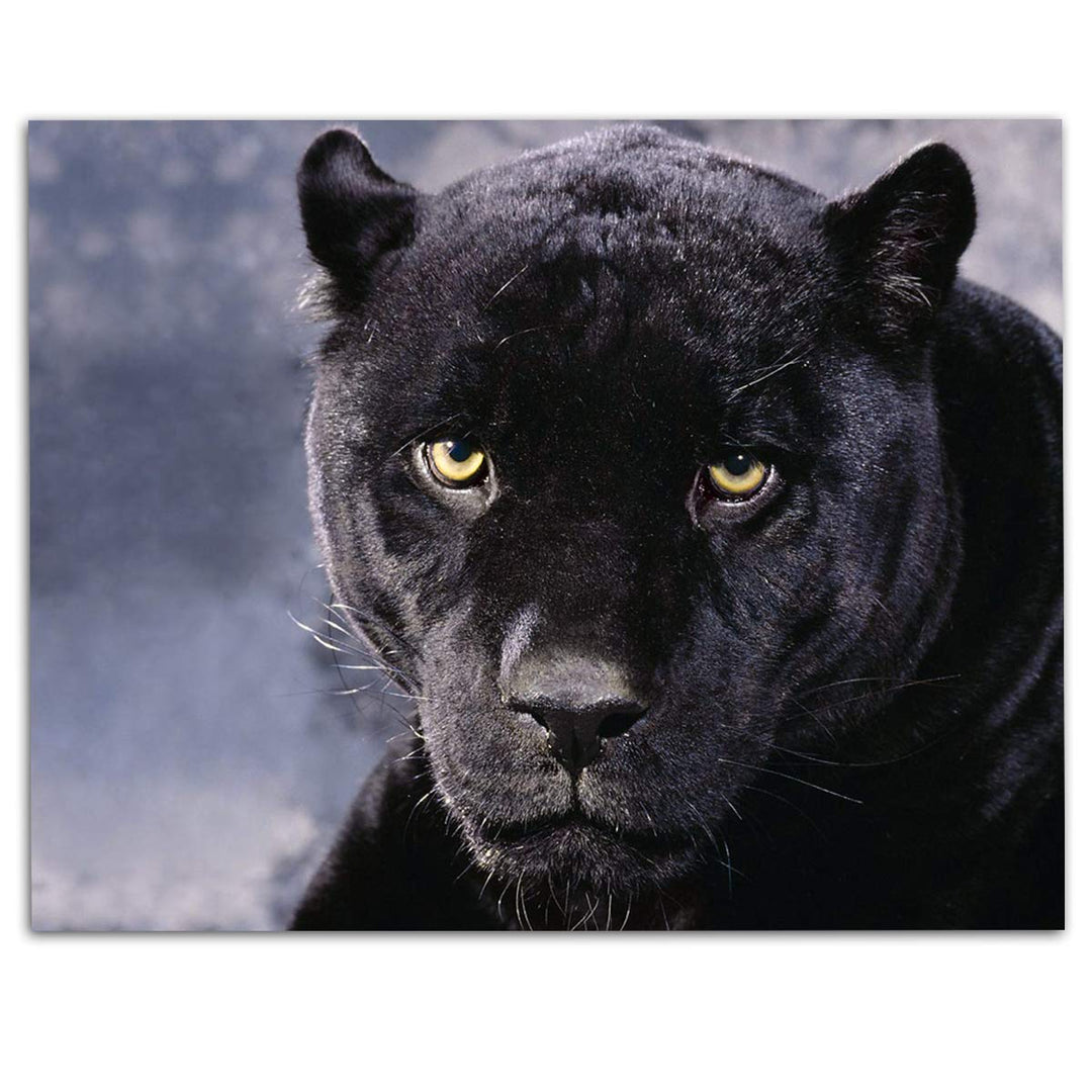 Intimidating Black Panther-8 x 10- Wall Art- Ready to Frame- Home D?cor, Office D?cor &amp; Wall Prints for Animal, Safari &amp; Jungle Theme Wall Decor. Feel the Fright of the Big Black Cat! Great Gift!