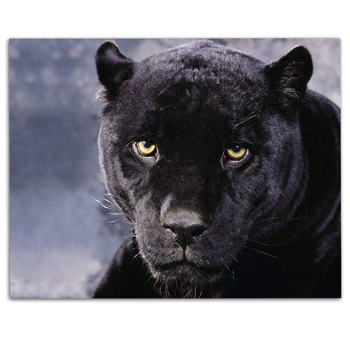 Intimidating Black Panther-8 x 10- Wall Art- Ready to Frame- Home D?cor, Office D?cor & Wall Prints for Animal, Safari & Jungle Theme Wall Decor. Feel the Fright of the Big Black Cat! Great Gift!