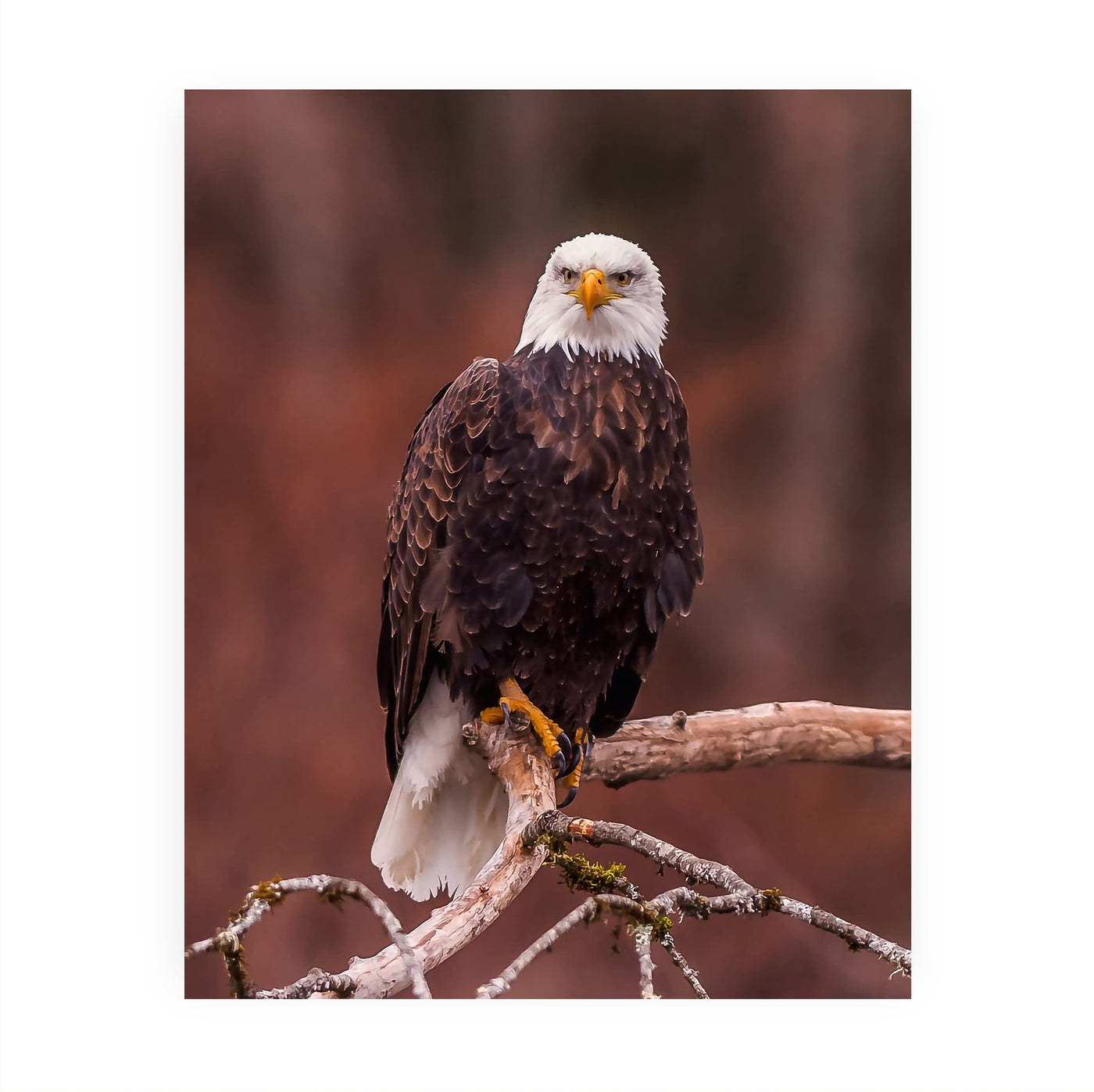 Mighty Bald Eagle in Tree Motivational American Wall Art -8 x 10" Patriotic Eagle Photo Print -Ready to Frame. Inspirational Home-Office-School-Cave Decor. Great for Animal & Political Themes!