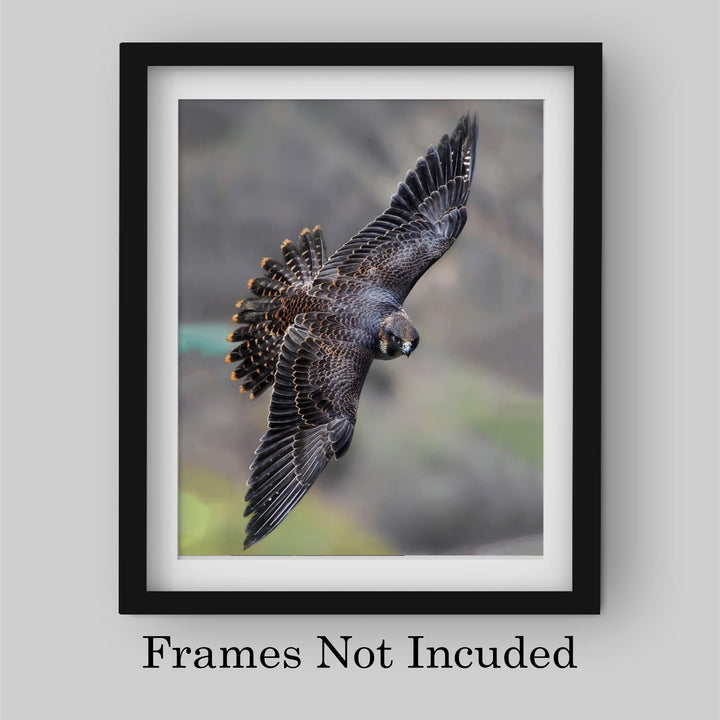Peregrine Falcon in Flight Motivational Bird Wall Art -8 x 10" Hawk Photo Print-Ready to Frame. Inspirational Home-Office-School-Cave Decor. Great Picture for Animal &amp; Birds Theme Wall Decor!