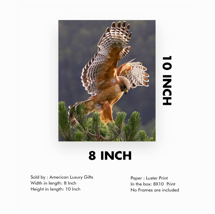Red-Tailed Hawk Taking Flight Motivational Bird Wall Art -8 x 10" Hawk Photo Print -Ready to Frame. Inspirational Home-Office-School-Cave Decor. Great Picture for Animal &amp; Birds Theme Wall Decor!